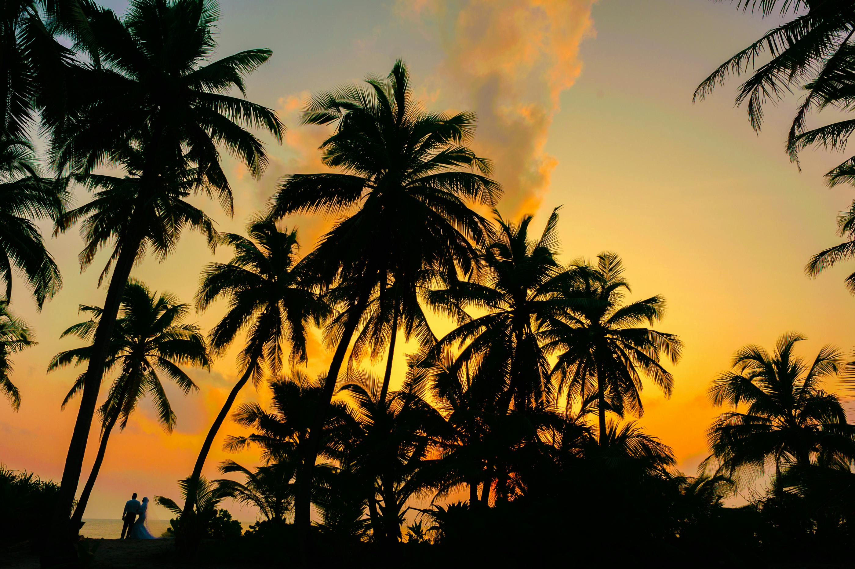 Cocoteros durante la puesta de sol | Foto: Pexels