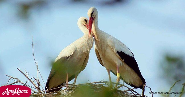 Esta cigüeña deja todo y vuela 13.000 km cada año para reencontrarse con el amor de su vida (video)