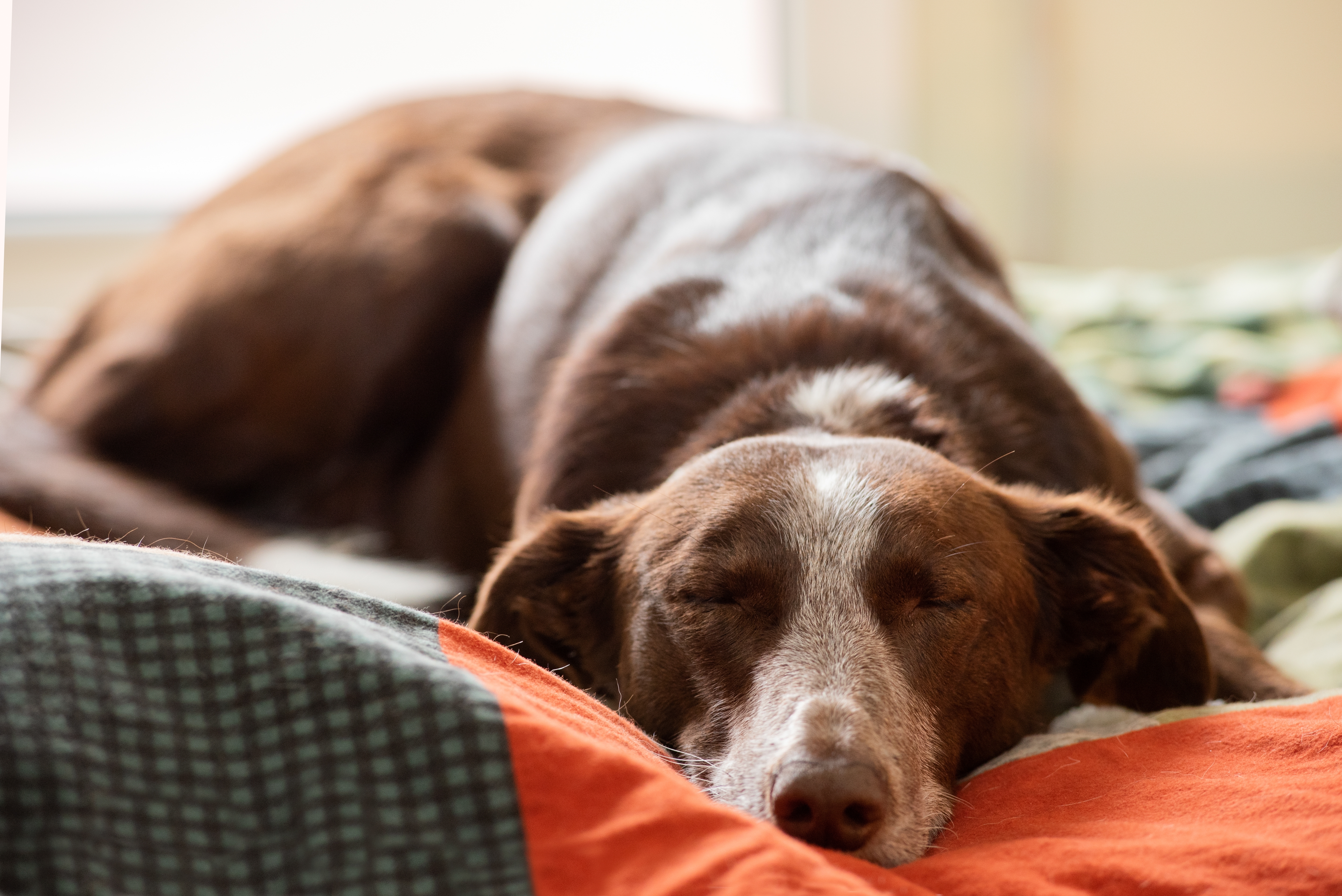 Un perro durmiendo en una cama | Fuente: Shutterstock