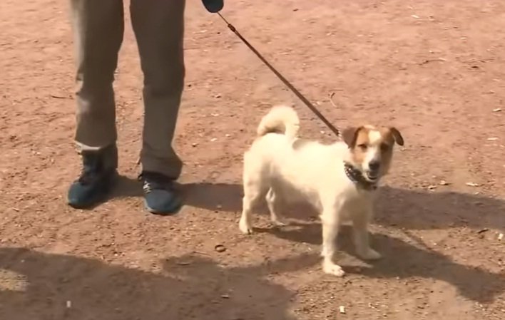 Macho, el Jack Russel que descubrió a una bebé abandonada en un parque de San Petersburgo. | Foto: YouTube/Россия 24