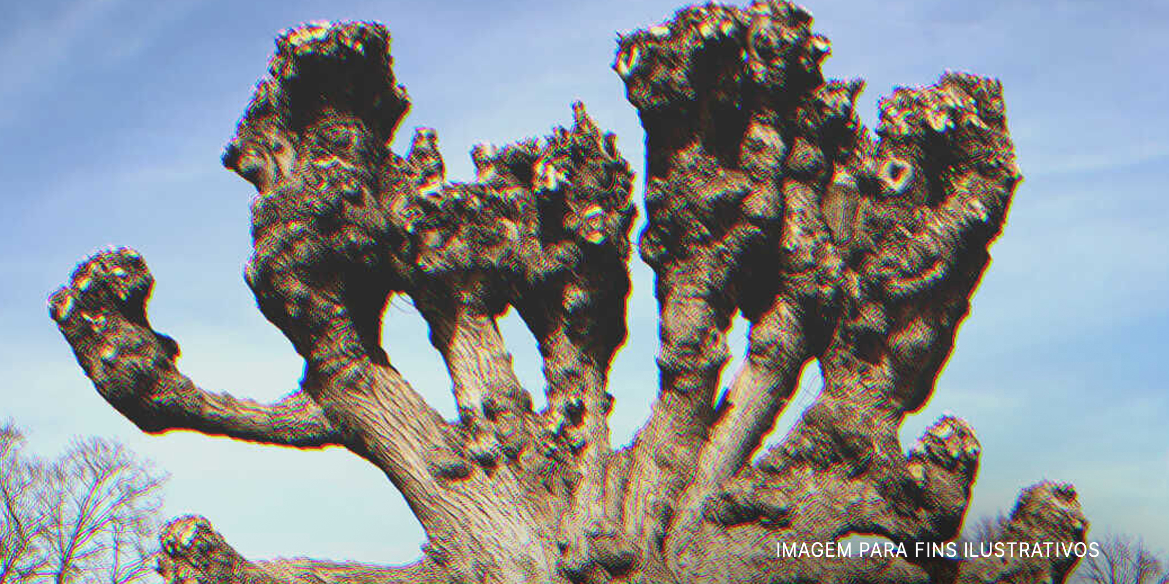 Árvore antiga. | Foto: Shutterstock
