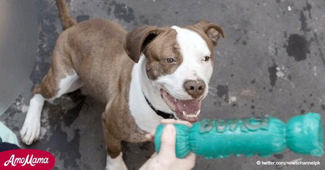 "Gentil" y "amistoso" perrito fue sometido a eutanasia por su apariencia