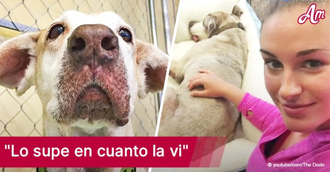 Perrito ignorado en refugio esperó 7 largos años para hallar un hogar para siempre