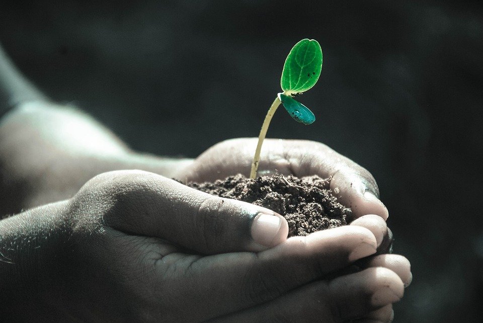 Planta creciendo.  | Imagen:  Pixabay