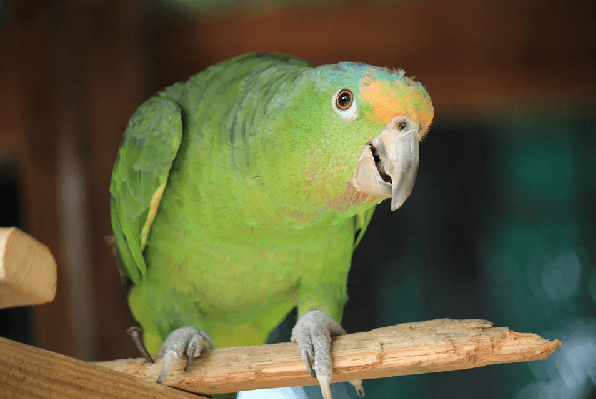 Loro montado en un palo. | Foto: Pixabay