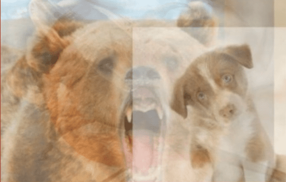 El perro y el oso entre los animales. | Imagen: YouTube / Lo Mas Trending