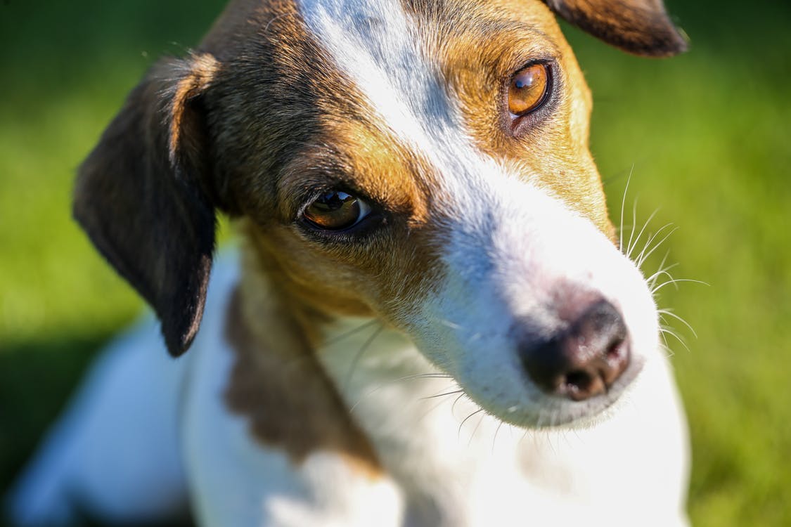 Jack Russell Terrier. | Imagen: Pexels