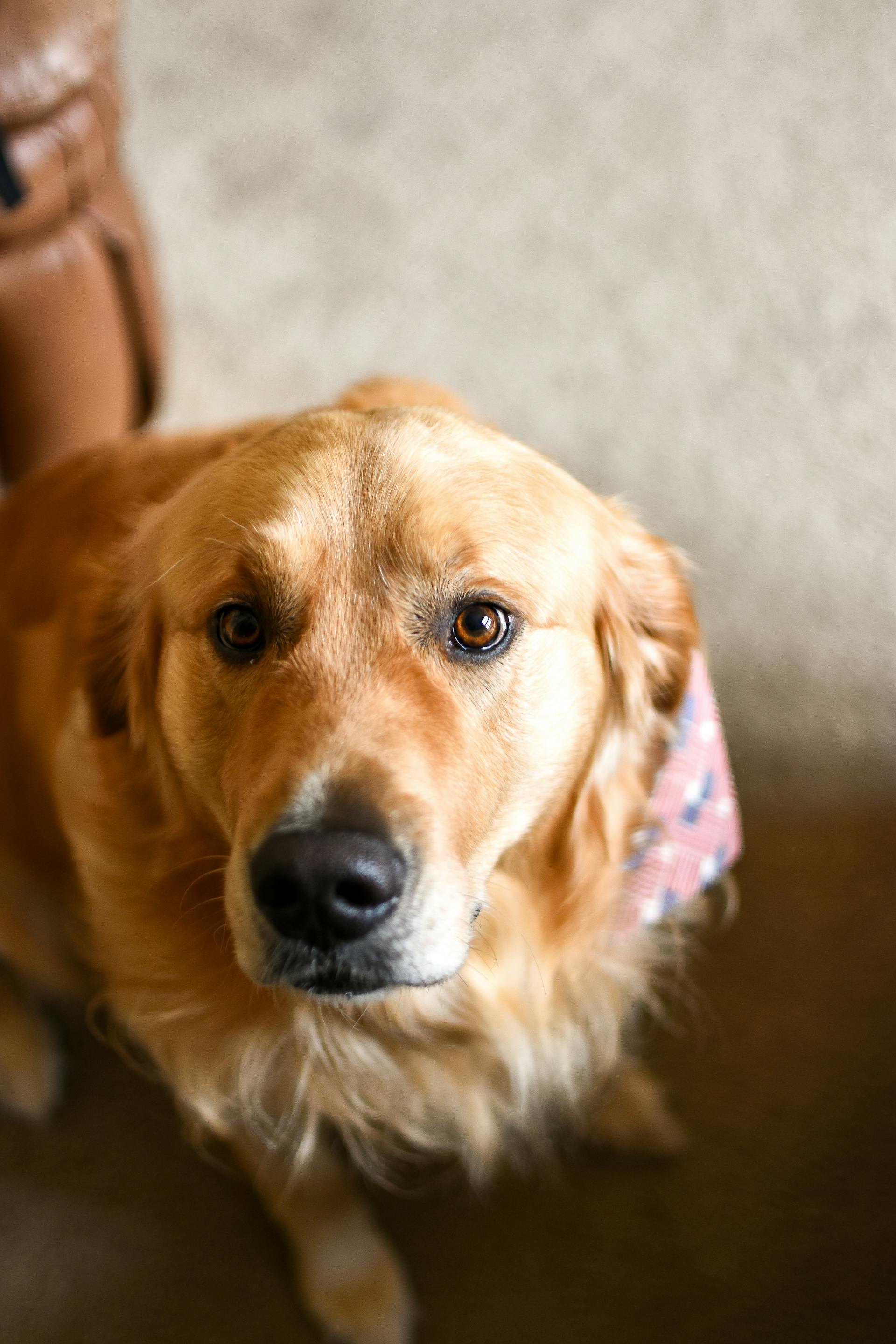 Un perro mirando al frente | Fuente: Pexels