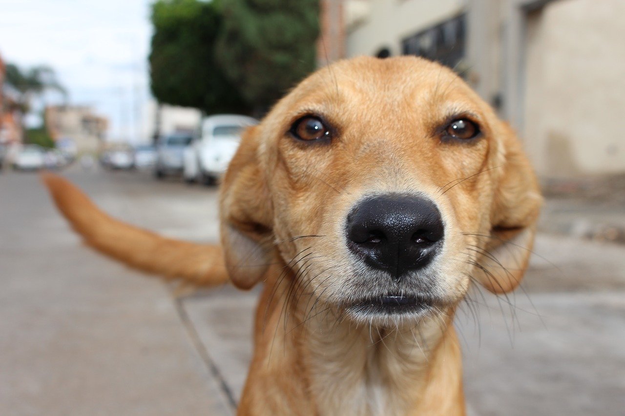 Perro callejero. | Foto: Pixabay