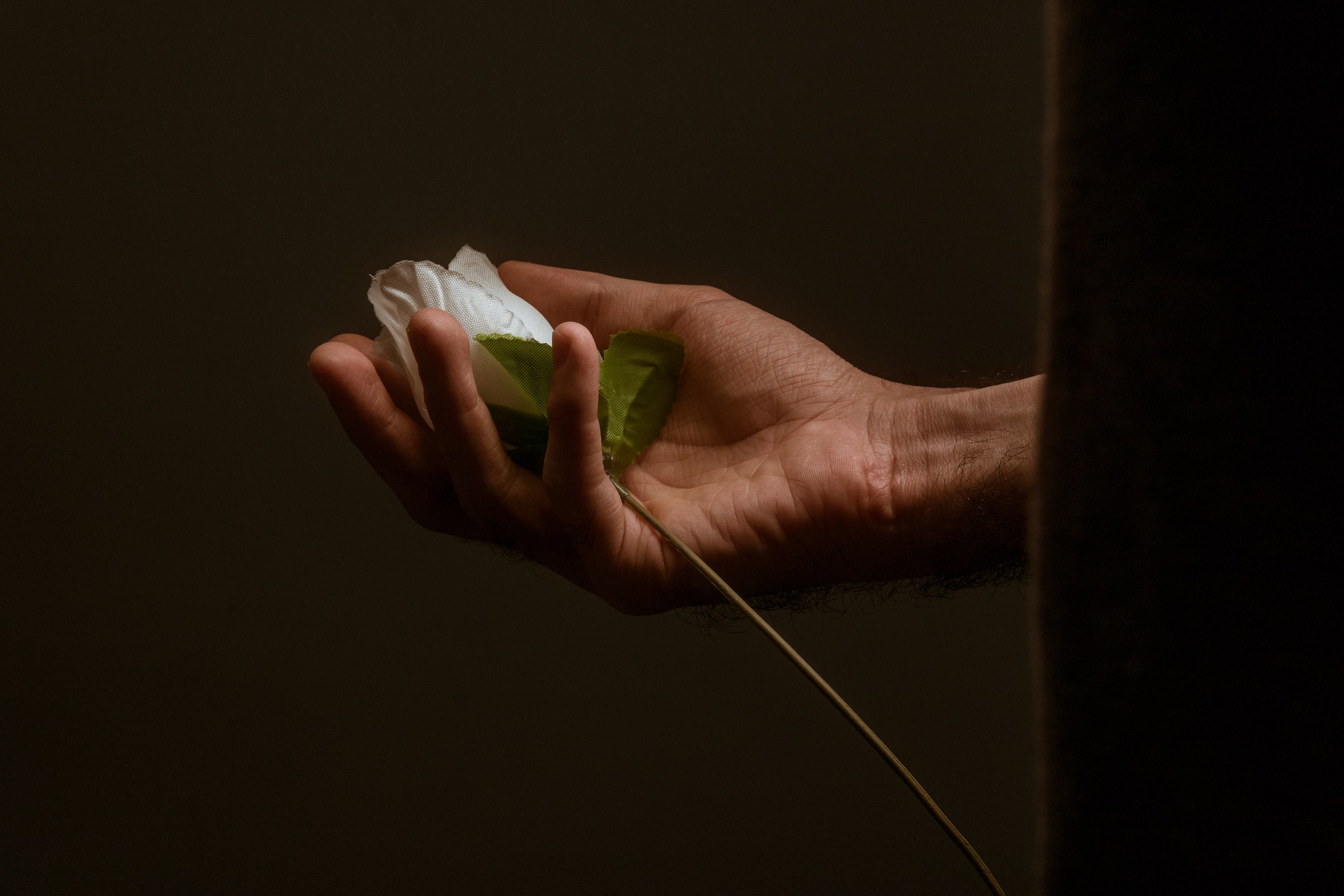 Una persona sostiene una rosa blanca | Fuente: Unsplash