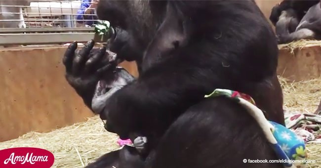 Mamá gorila besa bebé justo después del parto. Cámaras captan el hermoso instante