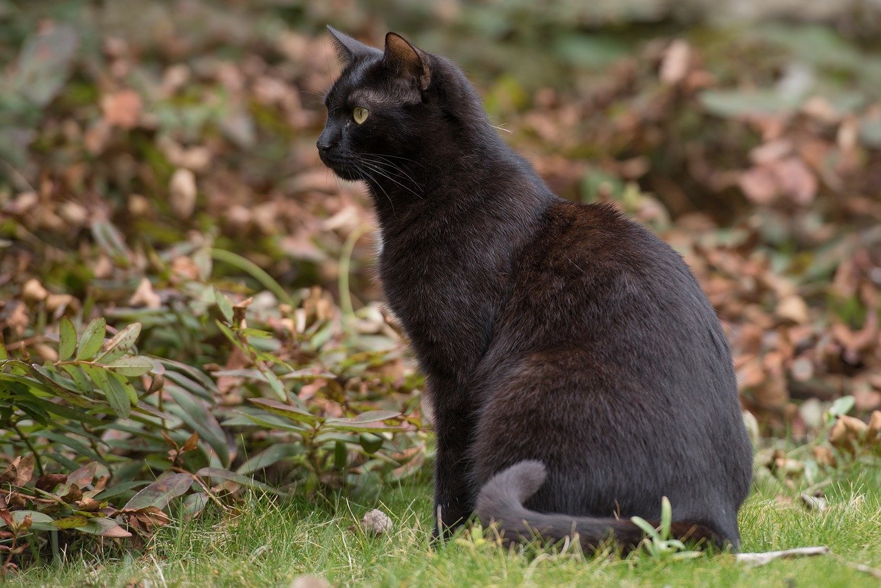 Gato negro de perfil. | Foto: Pixabay