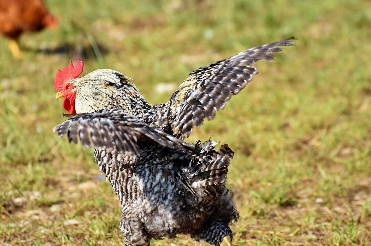 Un gallo en una misión. Fuente: Pixabay.