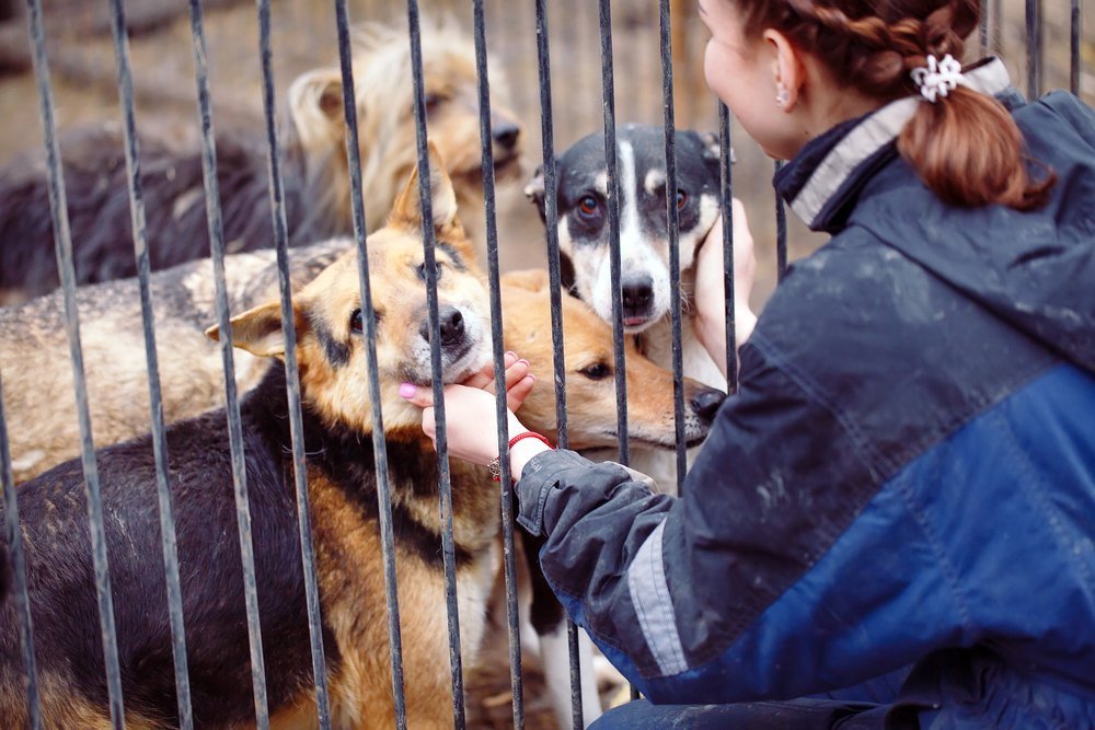 Chica voluntaria en refugio para perros. Fuente: Shutterstock