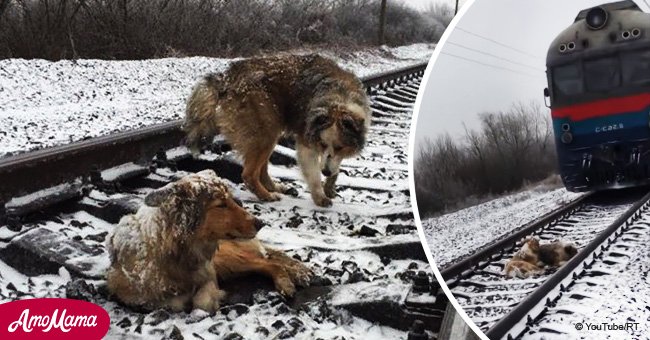 Lealtad eterna: Perro fiel protege a amigo del tren que se aproxima