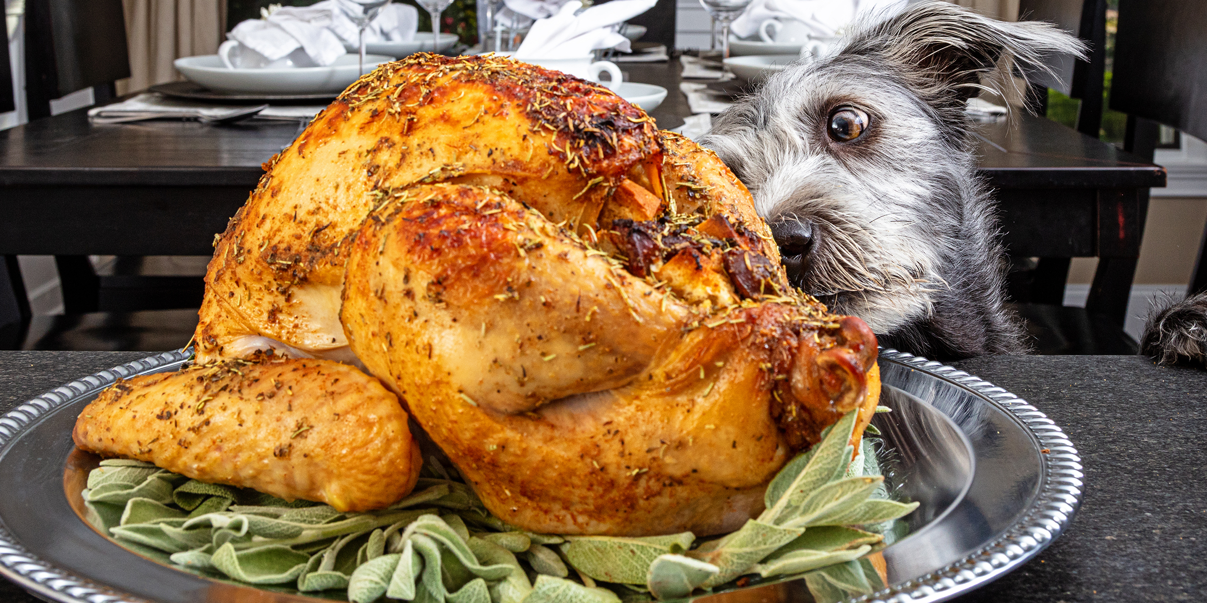 Un perro olisqueando un pavo | Fuente: Shutterstock