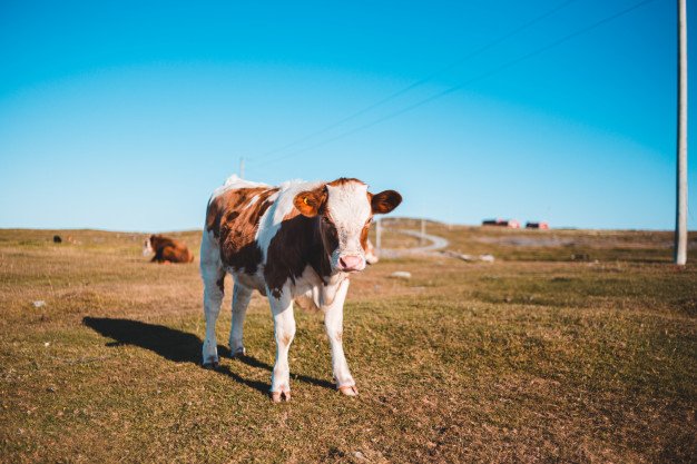 Vaca en el pastizal. │Foto: Freepik