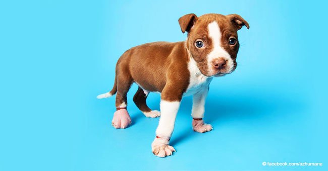 A un cachorro de 7 semanas le ataron las patas con bandas de goma, pero aún así logró sobrevivir