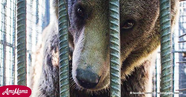 Emotivo momento en que un oso apresado sale de su jaula en años