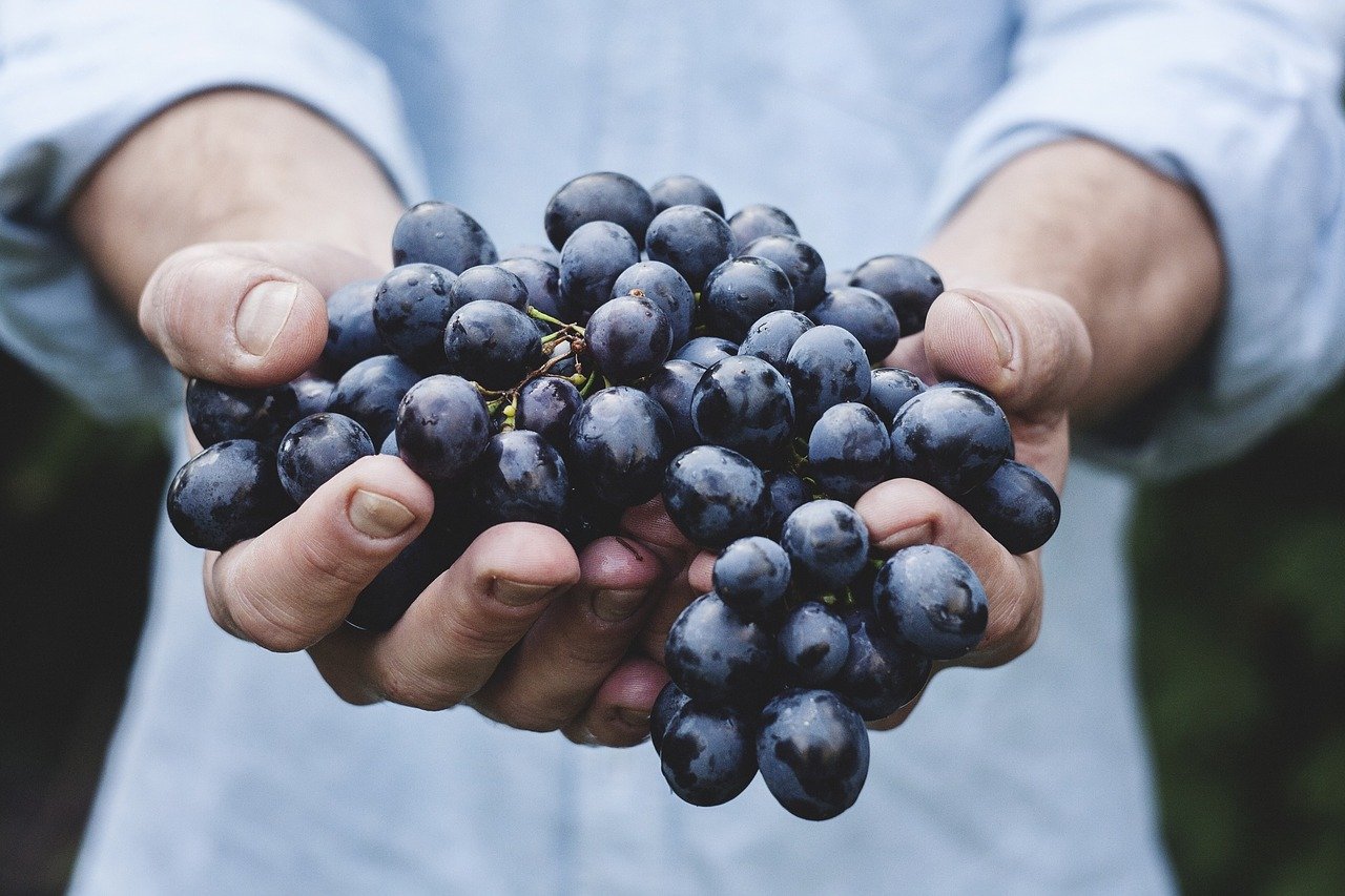 Hombre sosteniendo un racimo de uvas. | Foto: Pixabay