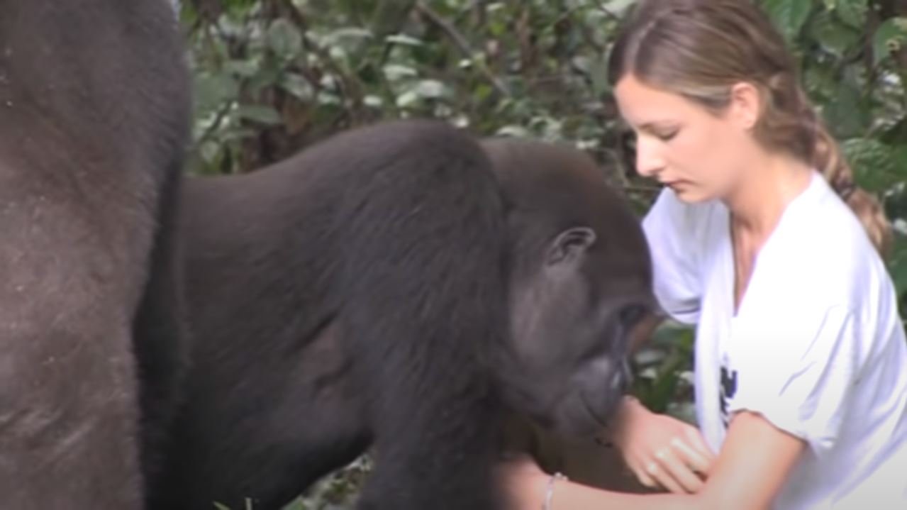 Tansy Aspinall junto a un gorila. | Foto: Captura de Youtube/TheAspinallFoundation