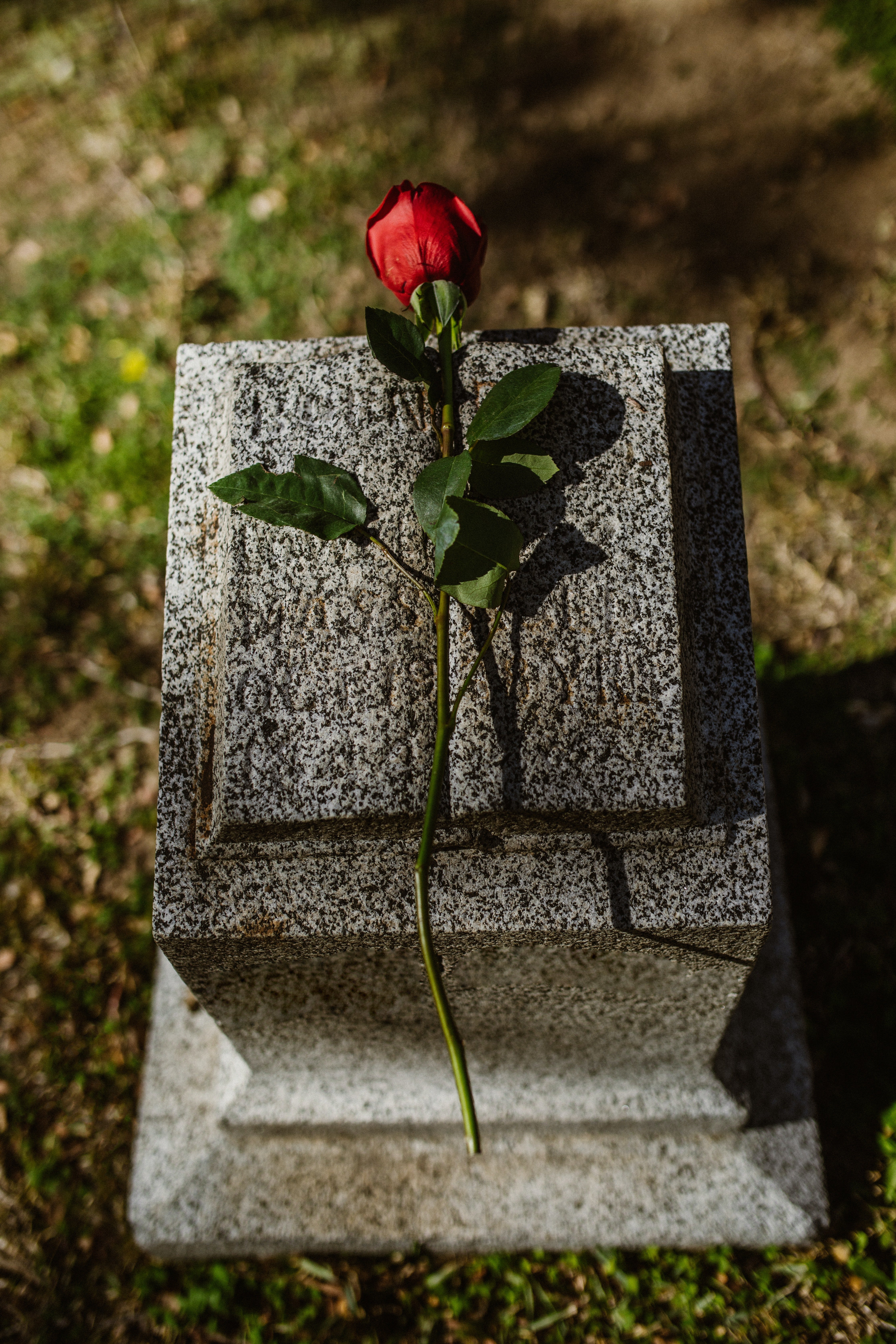 Una rosa roja colocada en una lápida. | Foto: Pexels